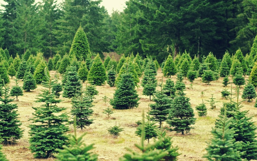 Environmental Assessment of Natural vs. Artificial Christmas Trees