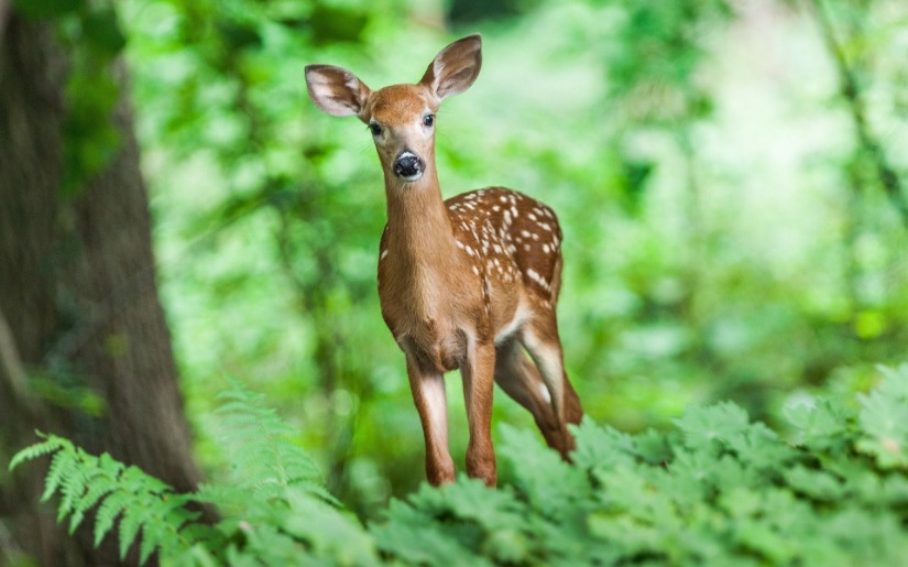Habitat Conservation Plans - What, Why and How for Land Managers