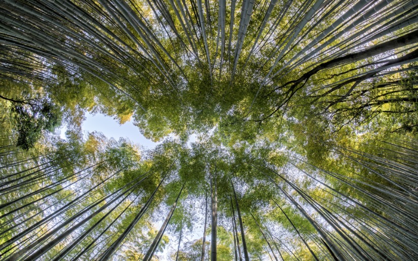 Impact of market forces and government policies on the tropical timber trade