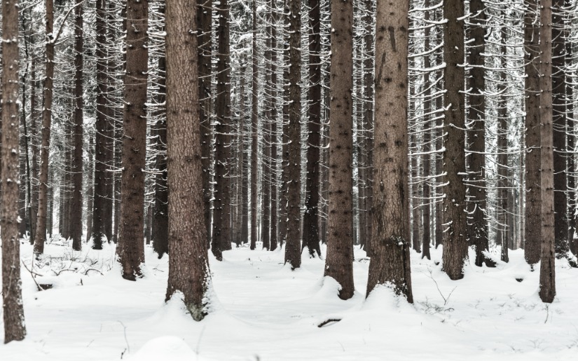 The Once and Future Bioeconomy and the Role of Forests