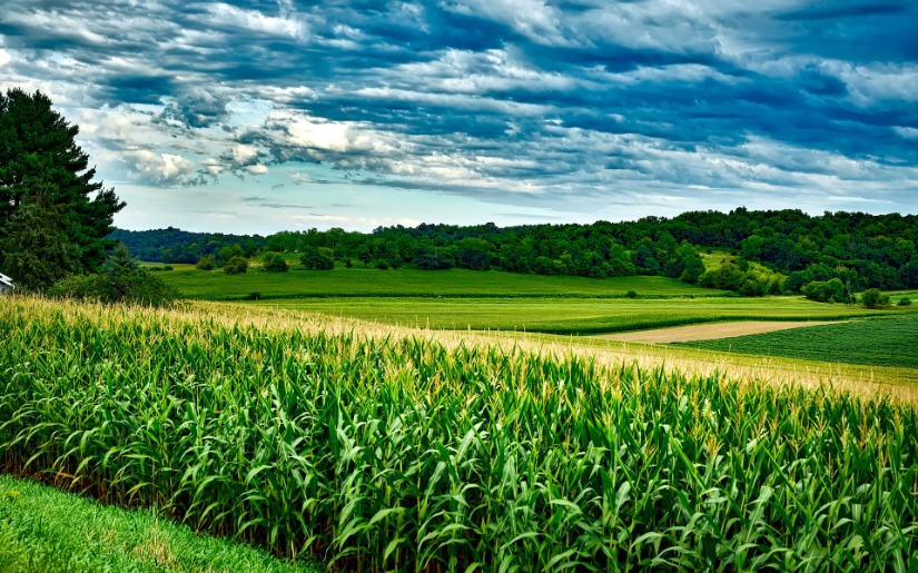 Organic Grain Production in the Upper Midwest - Status and Prospects