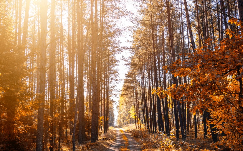 Key sources of Dovetail Partners forest sector information