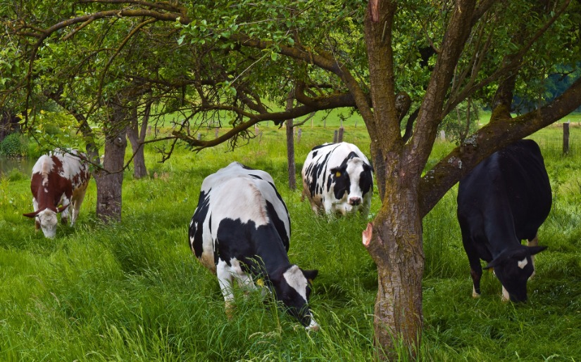 Agroforestry 101: An Introduction to Integrated Agricultural Management Systems