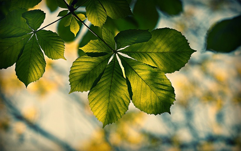 American Chestnut: A Primer on an Eastern Forest Icon