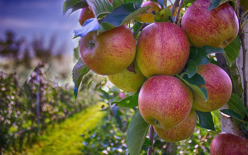 Permaculture 101: An Introduction to Regenerative Design