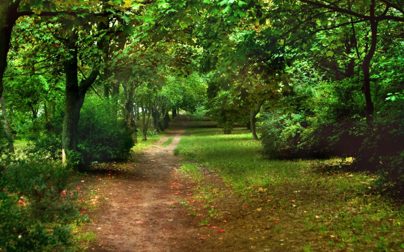 The Next 100 Years of Forests in the U.S.