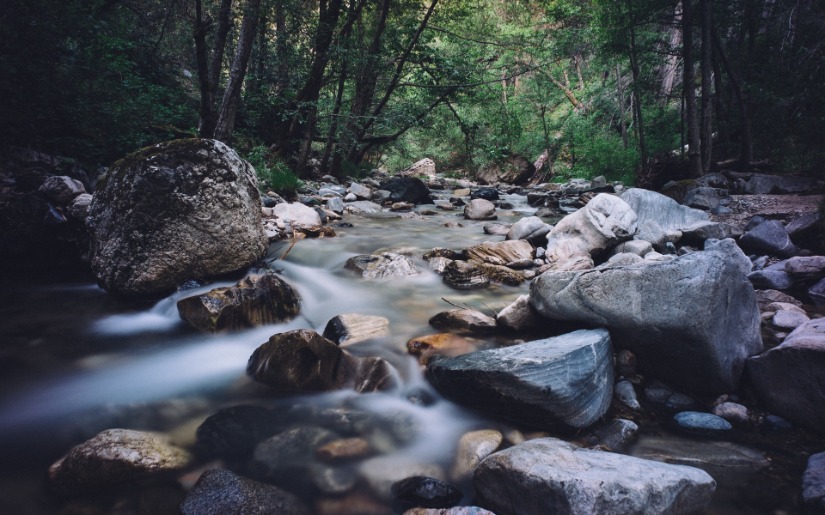 Growing Forests for Water
