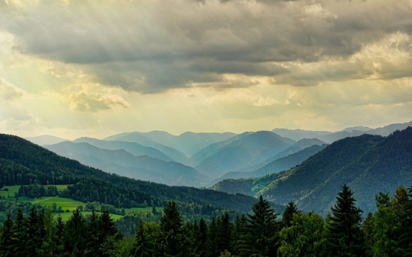 Carbon 101: Understanding the Carbon Cycle and the Forest Carbon Debate