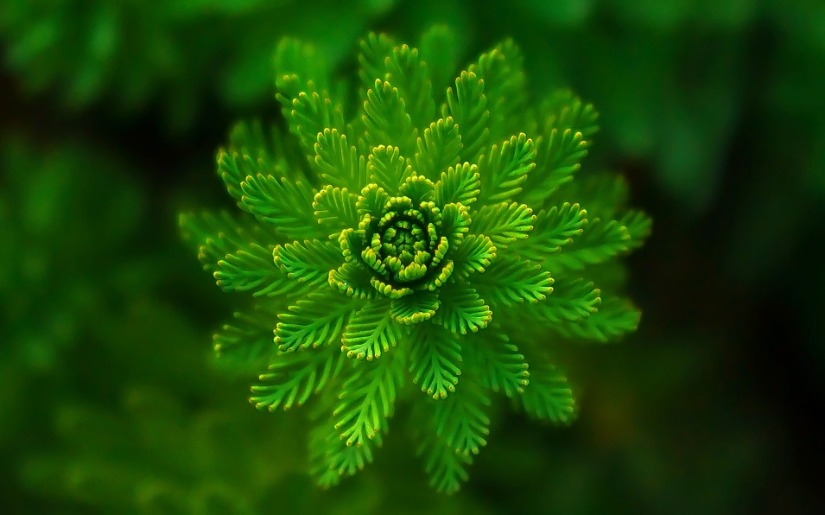 Greening a Company - A Case Study of Cities Management, Inc. 