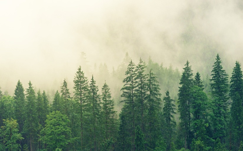 Managing Forests for Carbon Mitigation