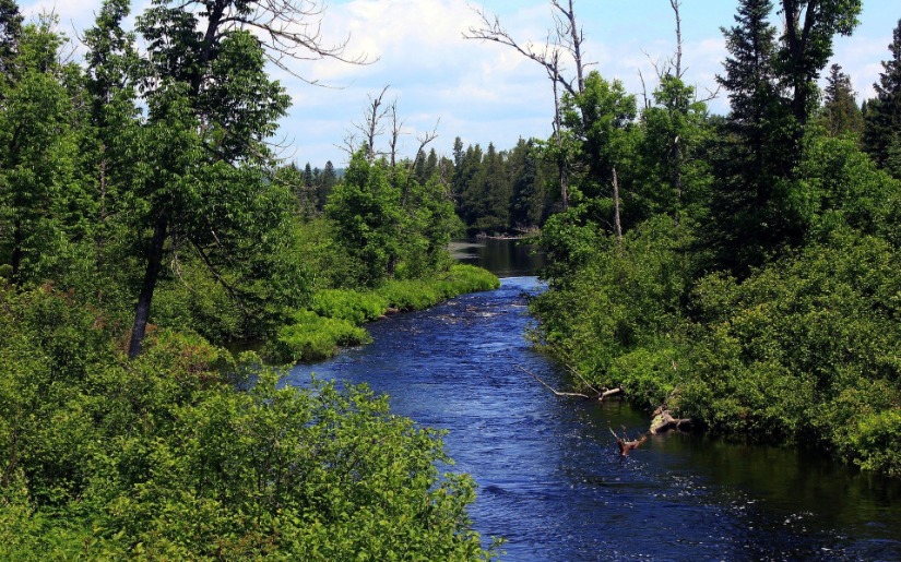 Maximizing the Environmental and Economic Benefits of a Million Acres of Forestation in Minnesota