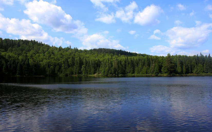An Assessment of the Potential for Bioenergy and Biochemicals Production from Forest-Derived Biomass in Minnesota