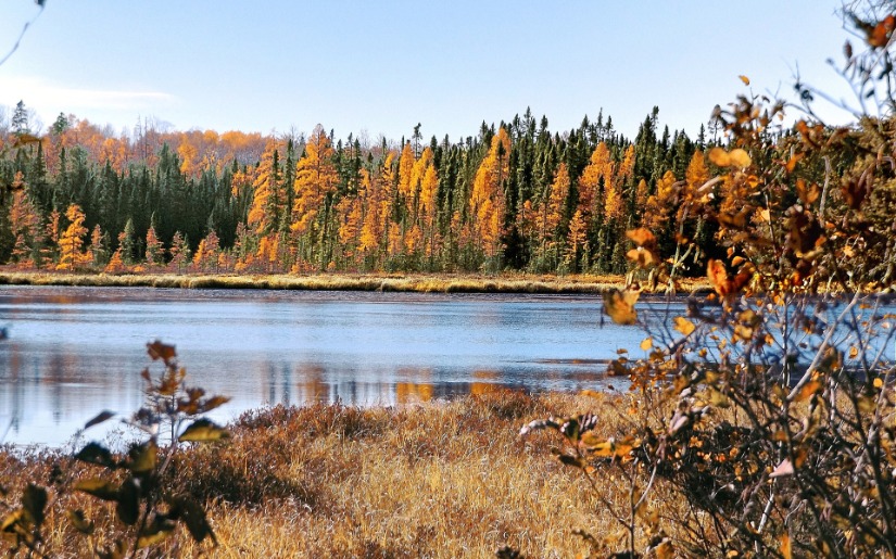 How do the FSC & SFI Standards Address the Forest Service's Four Threats?