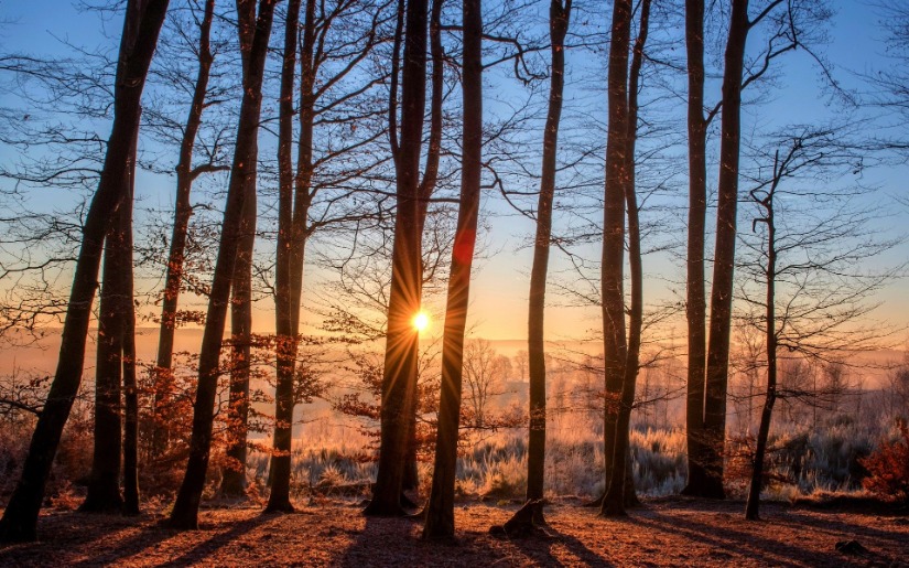 Combining Organic and FSC Certification of Non-Timber Forest Products