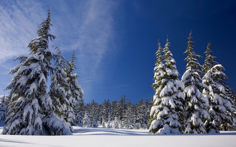 Forest Certification Update: The Sustainable Forestry Initiative