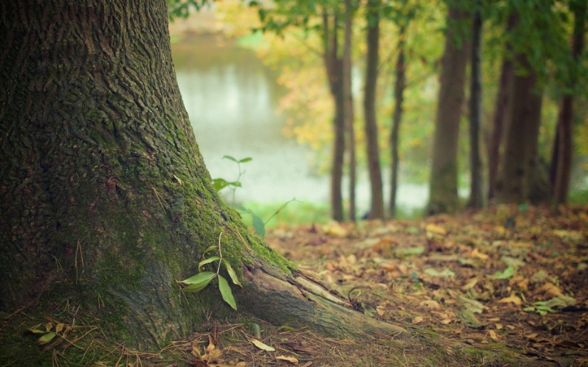 TIMOs & REITs: What, why, and how they might impact sustainable forestry