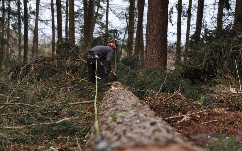 Forest Certification Update: The Forest Stewardship Council (FSC)