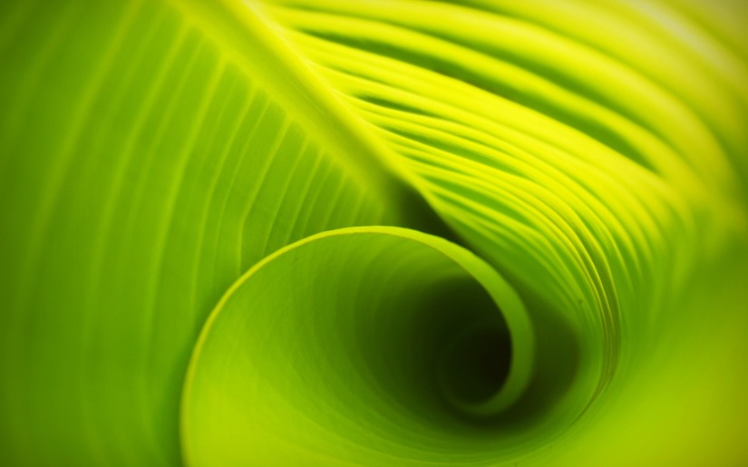 Greening Your Product Line: Where to Start