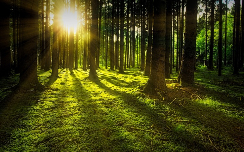 The Power of Silviculture