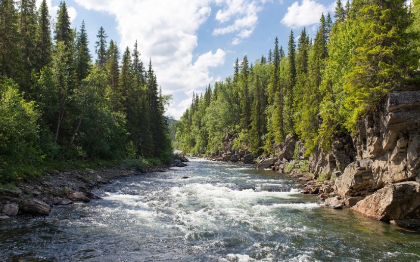 Wilderness Society Report on Wood Products and Carbon Storage: A Critical Review
