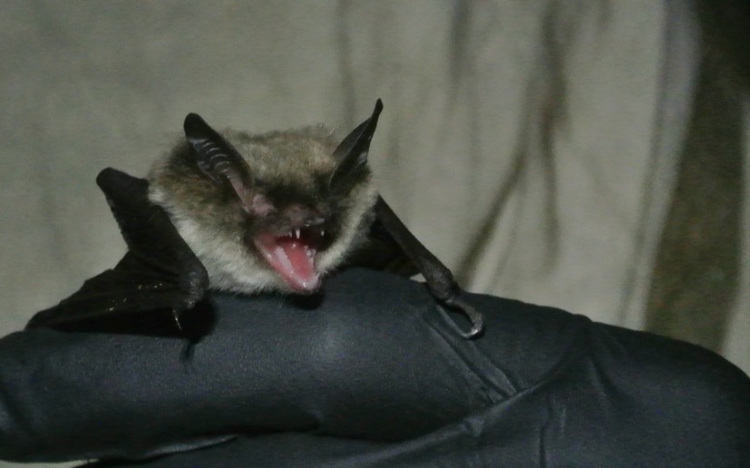 An Interview with Tim Sichmeller, a Bat Biologist