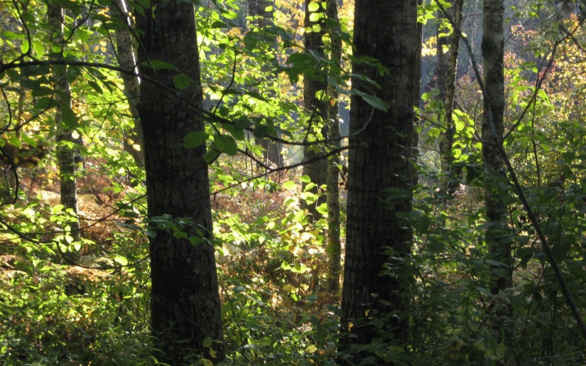 Minnesota North Woods Carbon Credit Partnership