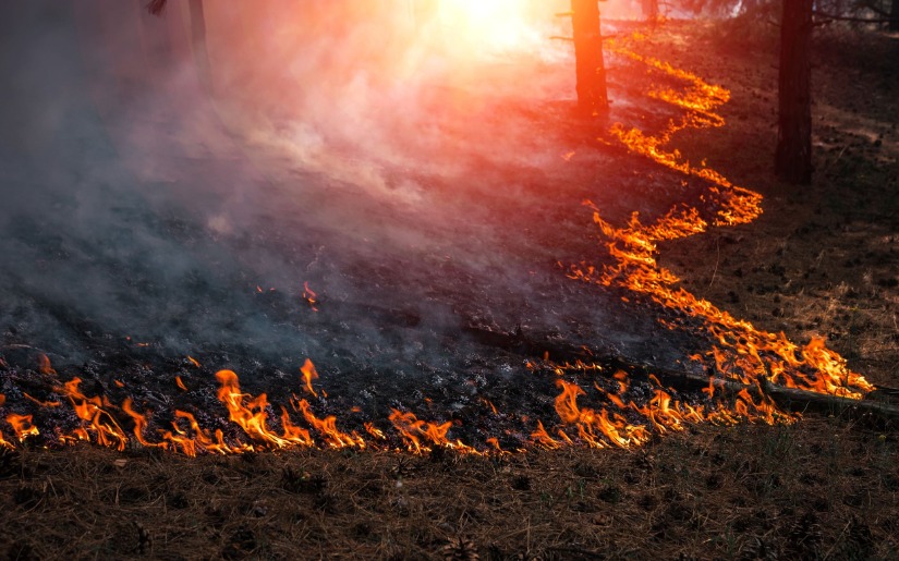 Virtual field tour explores the role of prescribed fire in the Arrowhead region