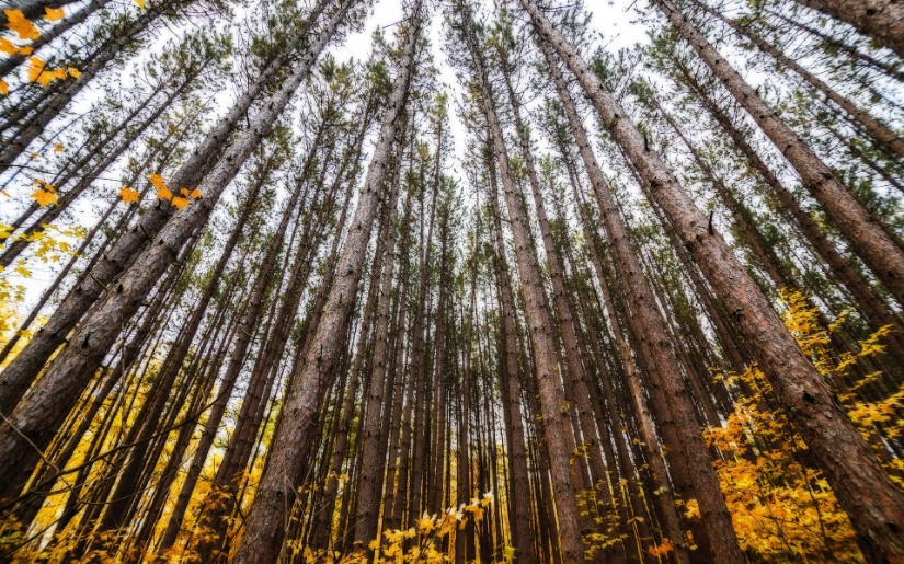 Dovetail Partners awarded grant to grow natural climate solutions in U.S.