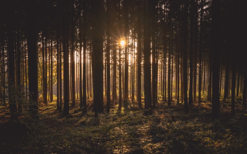 Dovetail Partners Completes Strategic Review for the Advisory Committee on Sustainable Forest-based Industries