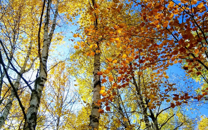 Cass County Invites Public Comment on Updated Forest Resources Management Plan 