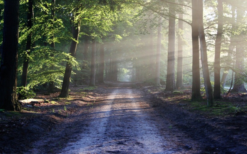 Commentary: Intelligent Consumption: the key to a sustainable future for the Earth