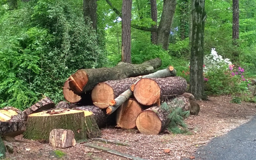 URBAN WOOD USE PROGRAM DEVELOPMENT EXPLORED IN NEW PUBLICATION 