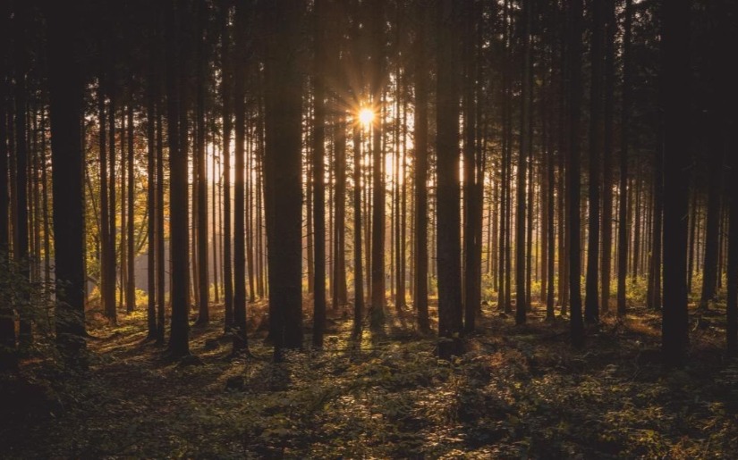 The Forest Certification Experience - A Commentary by Dovetail Partners