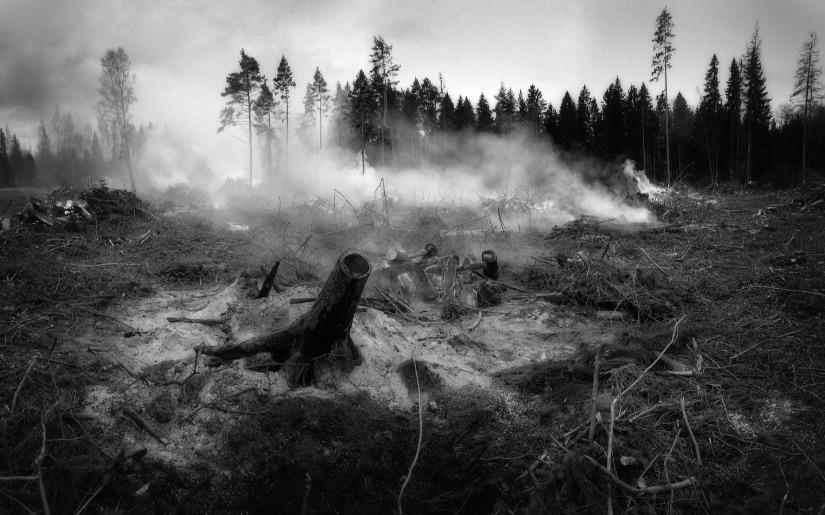 Join Dovetail Partners at the Fire in Minnesota Ecosystems Event