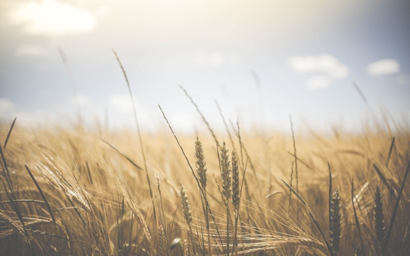 Impact of Small Grains on Water Quality - Literature Review