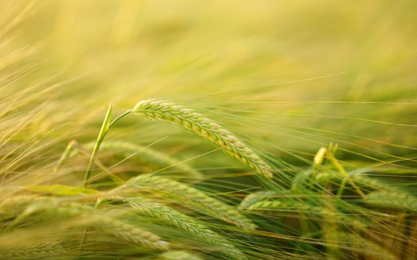 Review of nutrient modeling tools available to assess the impact of small grains on nitrogen and phosphorus