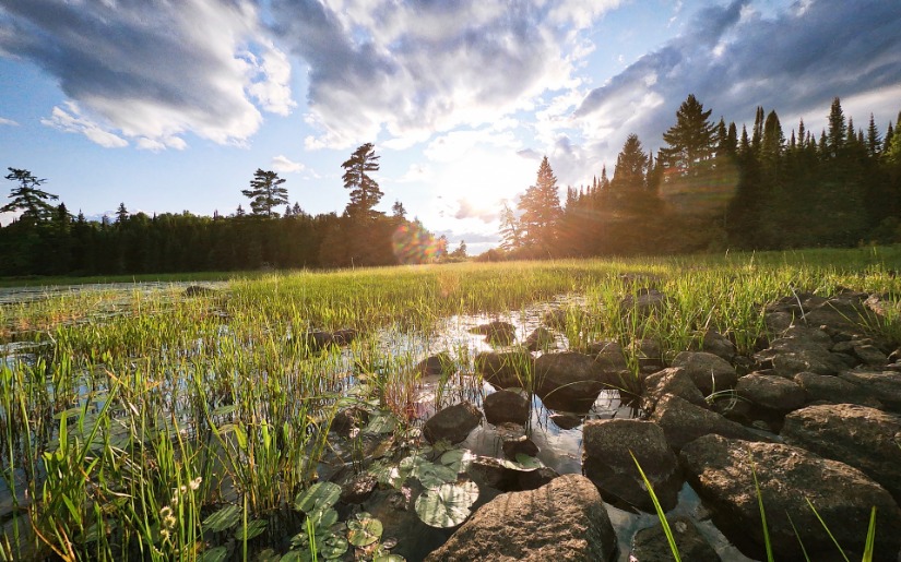 Biochar Potential in Minnesota's Forests