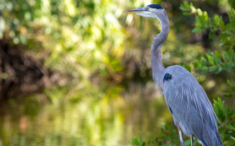 Opportunities for Forests, Water and Private Landowners in Georgia and the Southeast