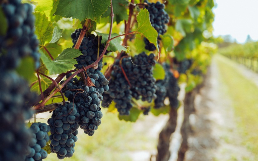 Biochar Use in Viticulture