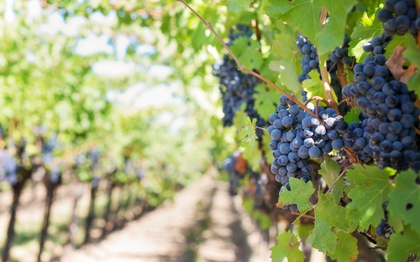 Biochar in Viticulture Webinar