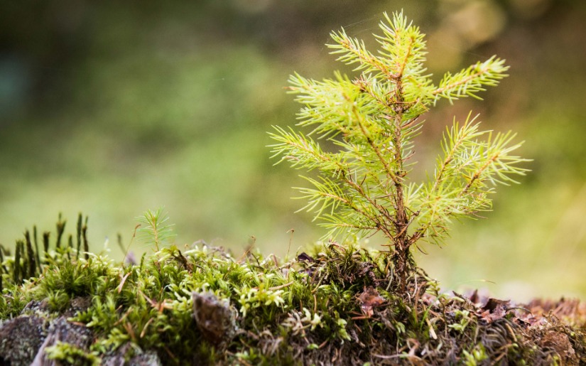 Defining Regenerative Agriculture and the Intersection with Sustainable Forestry
