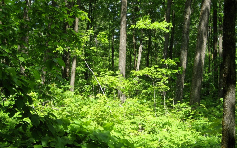 Dovetail Partners Receives $250,000 from USDA Forest Service to Collaborate with Impact Finance Center on the Wood Products U.S. Climate Forest Finance Initiative