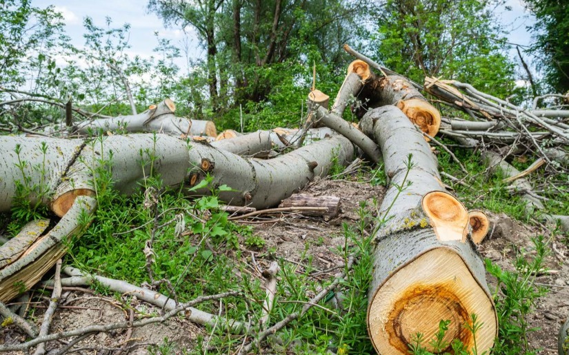 Deforestation: Definitions, Trends, and Policies for Forests and Forest Products